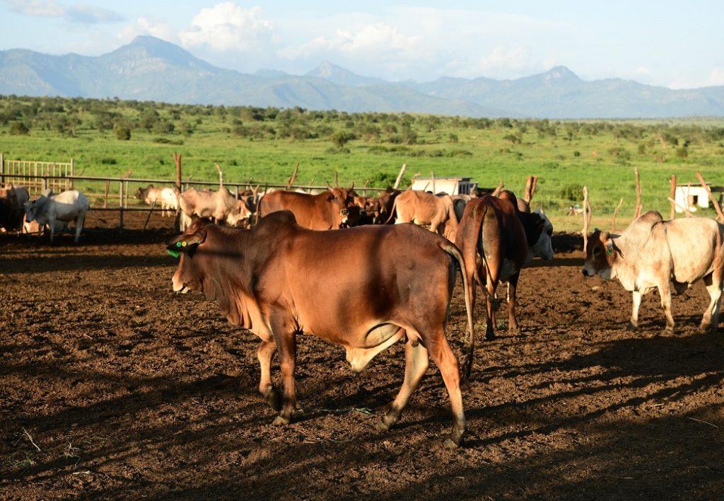 maungu-ranching-company