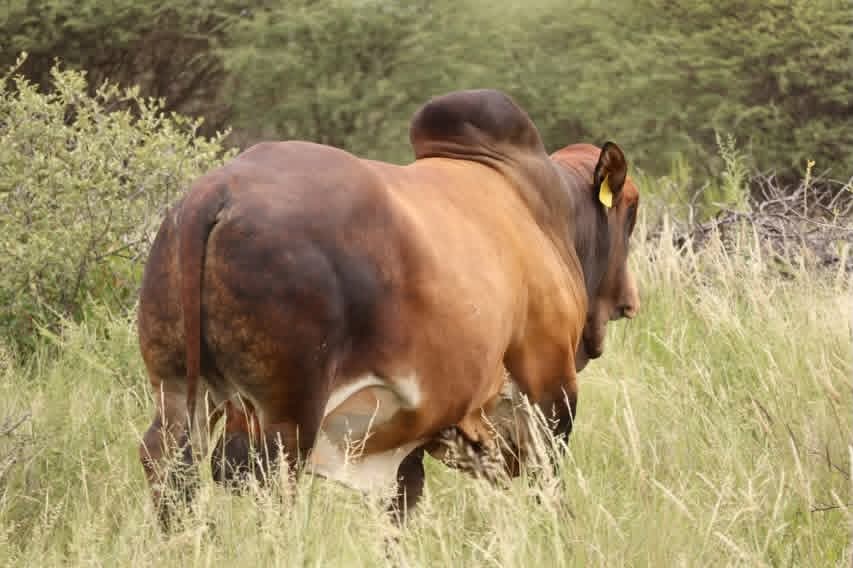 Borana_Steers_Taita_Taveta