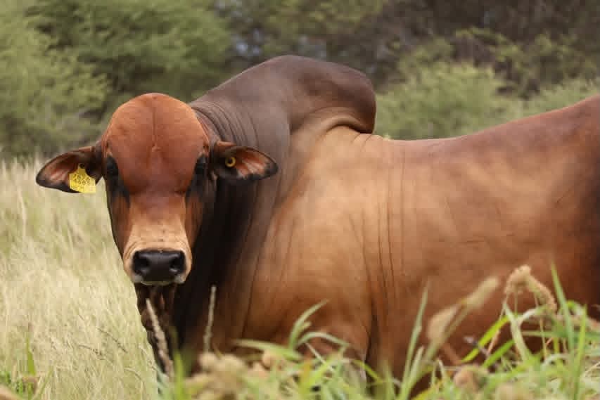 Premium_Borana_Steers_Maungu_Ranch_Voi