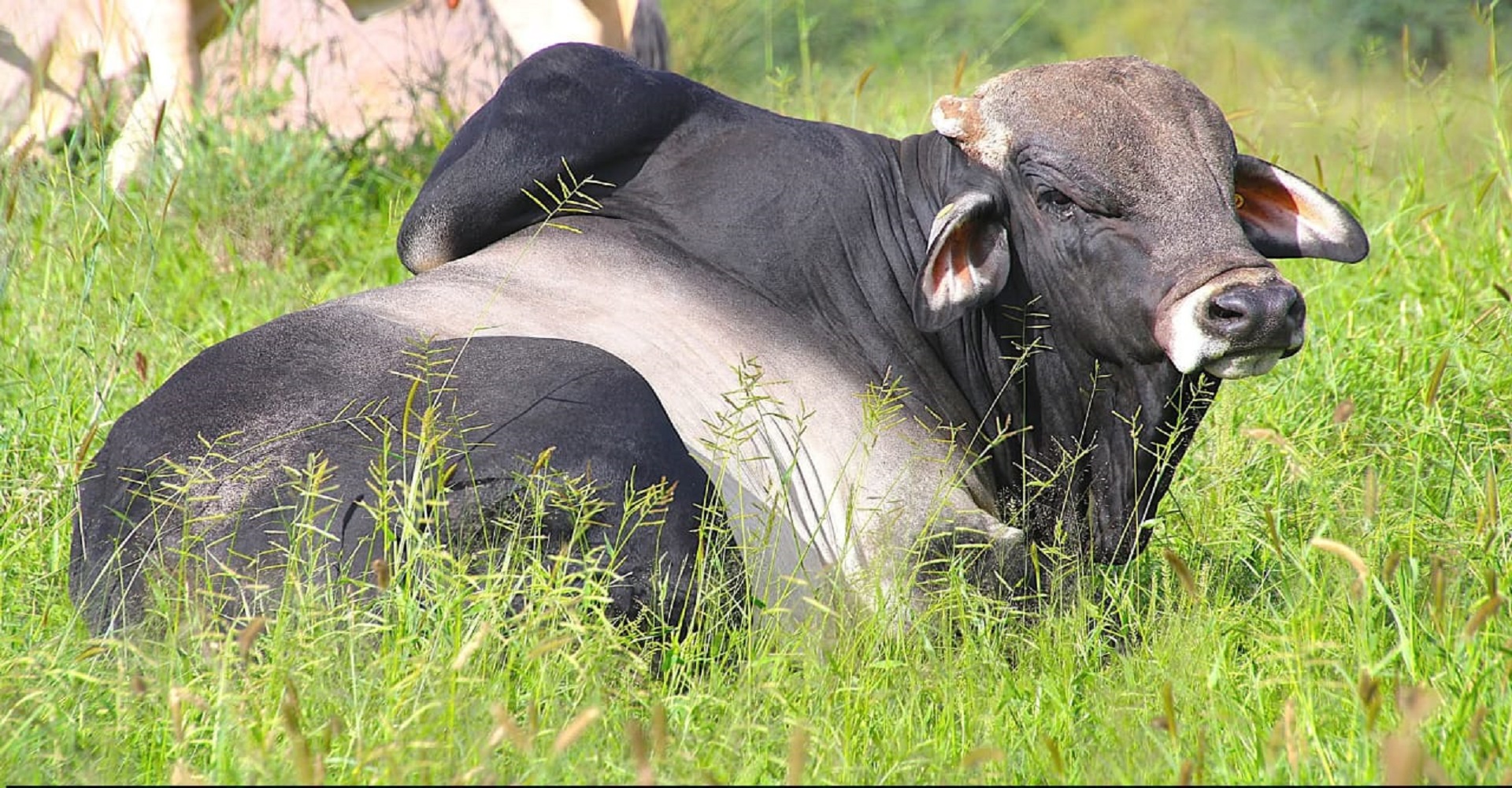 Premium_Purely_Organic_Borana_Steers_Maungu