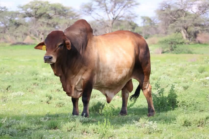 borana-steers-maungu-conservancy