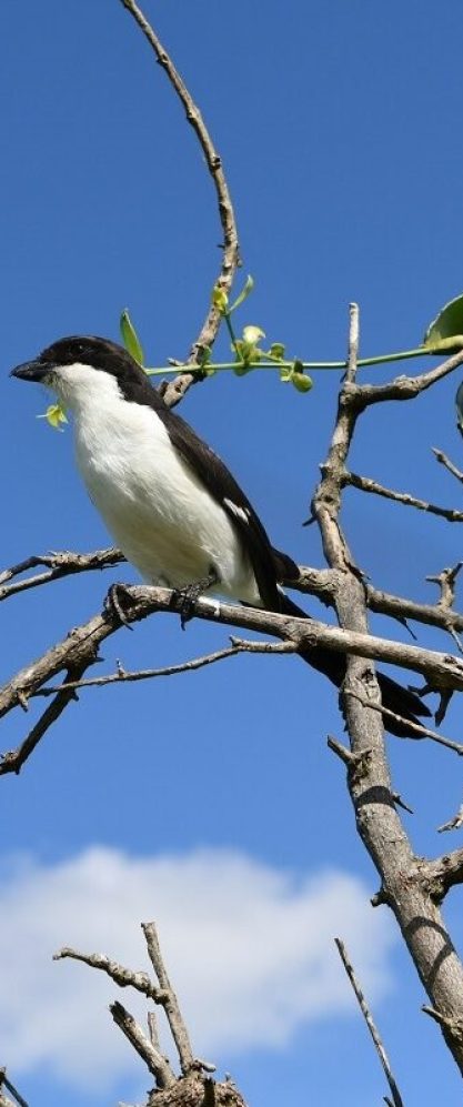 careers_and_opportunities_at_Maungu_Wildlife_Conservancy
